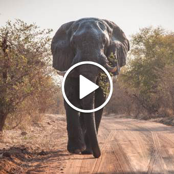 Elephant walking in road