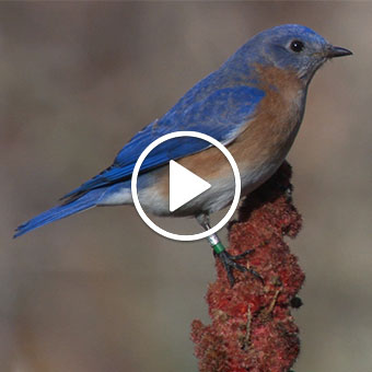 Blue Bird on tree link goes to Salisbury University YouTube Channel Video - The Song of the Eastern Bluebird