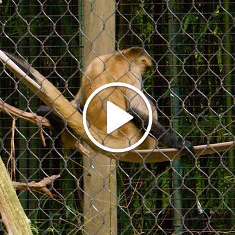 Monkey at the Salisbury Zoo