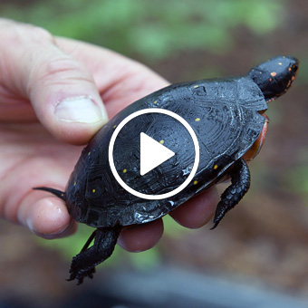 Spotted Turtle Summer Research still